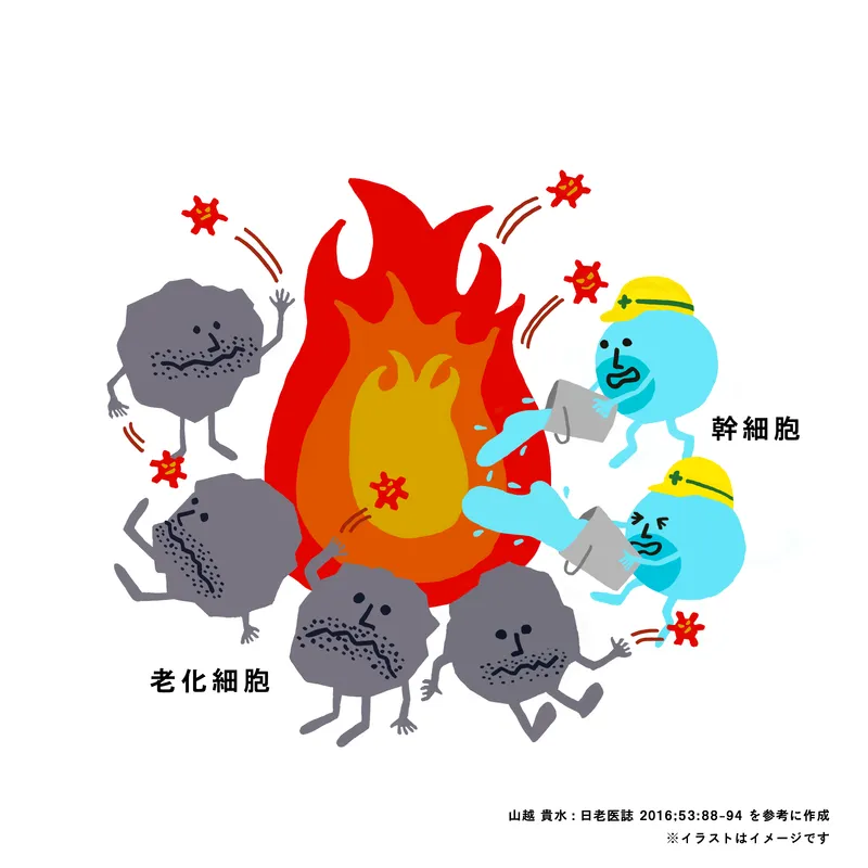 老化細胞が炎症の火を燃やし、幹細胞が水をかけて鎮めようとする様子を示したイラスト