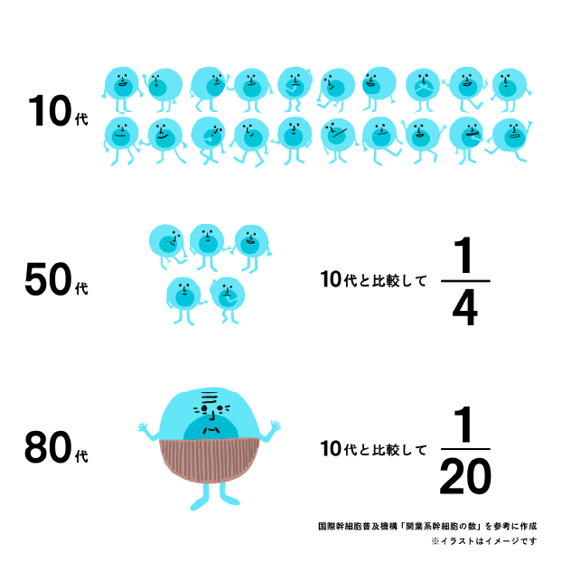 10代では幹細胞が多く、50代では約4分の1、80代では約20分の1に減少する様子を示した図