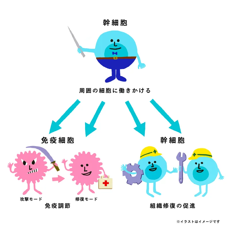 幹細胞が周囲の細胞に働きかけ、免疫調節と組織修復の促進を行うしくみを示した図