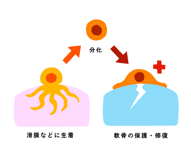 分化能のイラスト