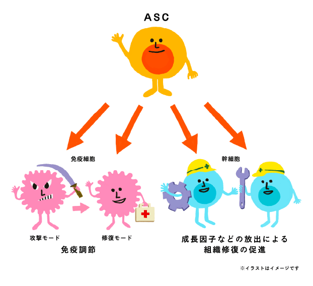 パラクライン効果のイラスト
